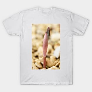 Polygonatum cirrhifolium T-Shirt